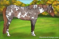 Horse Color:White Spotted Liver Red Roan 
