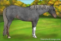 Horse Color:Liver Chestnut Appaloosa 