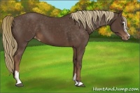 Horse Color:Liver Chestnut Sabino Appaloosa 