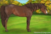 Horse Color:Liver Chestnut 