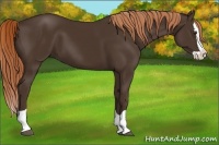 Horse Color:Liver Chestnut Splash 