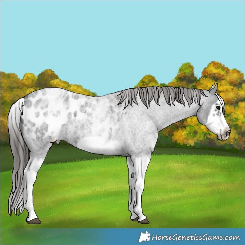 Horse Color:White Spotted Blue Roan Splash Frame Appaloosa 