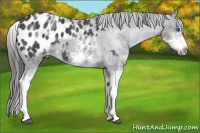 Horse Color:White Spotted Blue Roan Splash Frame Appaloosa