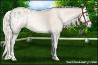 Horse Color:Watercolor Silver Buckskin Pearl Onyx Appaloosa Rabicano