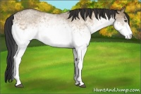 Horse Color:Unknown 