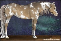 Horse Color:White Spotted Chocolate Palomino Sabino