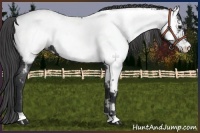 Horse Color:Black Near Fewspot 