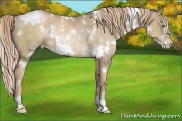 Horse Color:White Spotted Liver Chestnut Pearl Sabino Rabicano