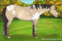 Horse Color:White Spotted Amber Champagne Dun