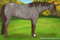 Horse Color:Liver Red Roan Rabicano 