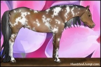 Horse Color:White Spotted Liver Chestnut 