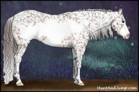 Horse Color:Bay Frame Appaloosa 