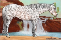 Horse Color:Brown Appaloosa