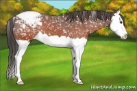 Horse Color:Brown Splash Appaloosa