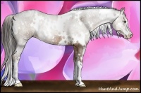 Horse Color:White Spotted Liver Chestnut Sabino Rabicano 