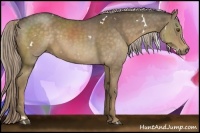 Horse Color:White Spotted Chocolate Palomino