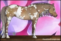 Horse Color:White Spotted Chocolate Palomino 