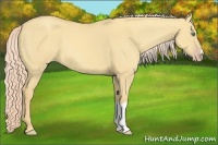 Horse Color:Gold Cream Champagne Dun