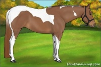Horse Color:Chestnut Tobiano