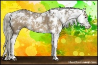 Horse Color:Liver Chestnut Sabino