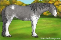Horse Color:White Spotted Blue Roan Appaloosa