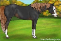 Horse Color:Liver Chestnut Sabino Splash