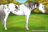 Horse Color:Liver Chestnut Sabino Splash 