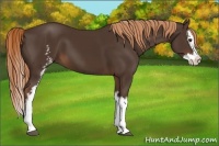 Horse Color:White Spotted Liver Chestnut Splash 