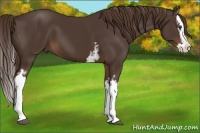Horse Color:White Spotted Liver Chestnut Splash 