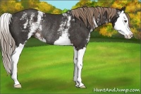 Horse Color:White Spotted Liver Chestnut Splash Rabicano