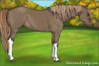 Horse Color:Liver Red Dun 