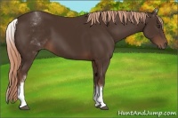 Horse Color:White Spotted Liver Chestnut 