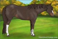 Horse Color:Liver Chestnut 
