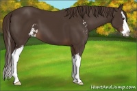 Horse Color:Liver Chestnut Sabino Splash 