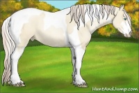 Horse Color:Palomino Pearl Dun Sabino Tobiano 