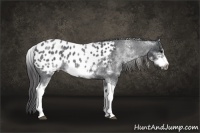 Horse Color:White Spotted Blue Roan Splash Frame Appaloosa