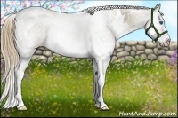 Horse Color:White Spotted Liver Red Dun Roan Splash 