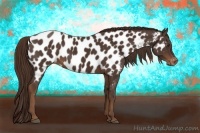 Horse Color:Liver Chestnut Appaloosa