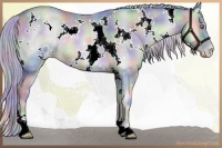 Horse Color:Nacre Watercolor White Spotted Chocolate Palomino Pearl Onyx