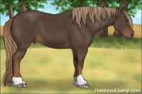 Horse Color:Liver Chestnut 