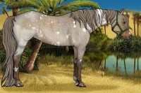 Horse Color:White Spotted Liver Red Dun Roan