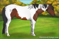 Horse Color:Brown Tobiano 