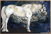 Horse Color:White Spotted Chocolate Palomino Splash