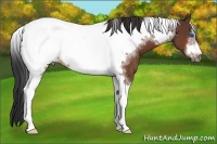 Horse Color:Bay Sabino Tobiano Frame 