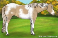 Horse Color:Palomino Sabino Tobiano Frame 
