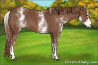 Horse Color:White Spotted Chestnut Sabino 