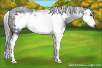 Horse Color:Gray Brown Splash Frame Rabicano 