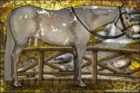 Horse Color:White Spotted Liver Red Dun Ice Rabicano 