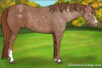 Horse Color:Chestnut Sabino Appaloosa