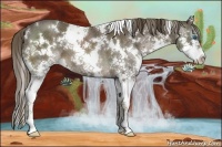 Horse Color:White Spotted Liver Chestnut Splash 